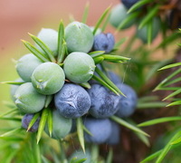 ジュニパーの実