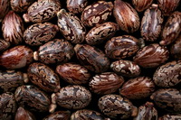 虫の卵？のようなヒマシビーン