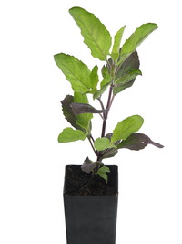 holy basil tulsi