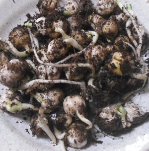 土からほりおこしましたの図