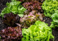 garden lettuce