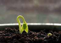 Coming out of black soil, in a seashell container.