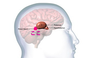 松果体の位置図