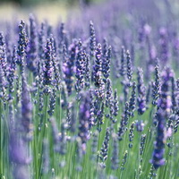lavender fragrance