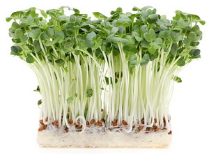 Fresh spring green live radish sprouts isolated on white background