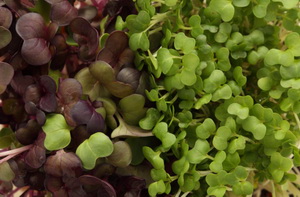 mixed salad of cress and sprouting radish