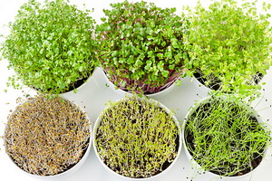 sprouts 6 kinds