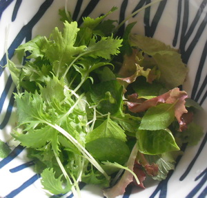 本日の収穫、ベビーリーフ