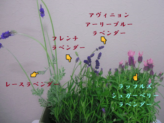 嫁入りラベンダー4種解説
