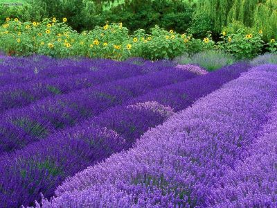 lavender field