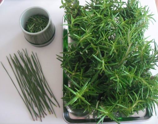 生ローズマリーと松イメージ