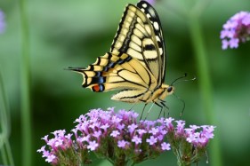アゲハ蝶お食事中