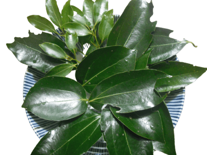 cinamon_leaf-removebg-preview