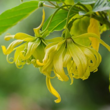 ylang ylang tree