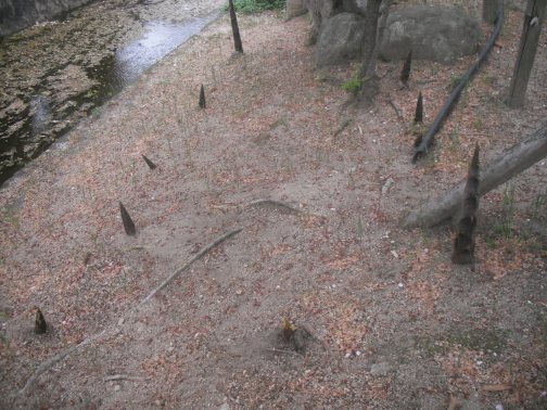 にょきにょきタケノコ