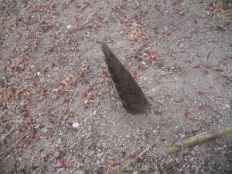 にょきにょき１