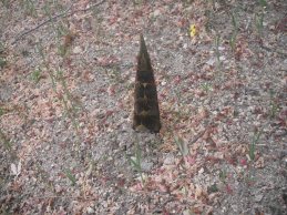 にょきにょき２