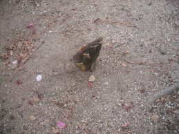 にょきにょき３