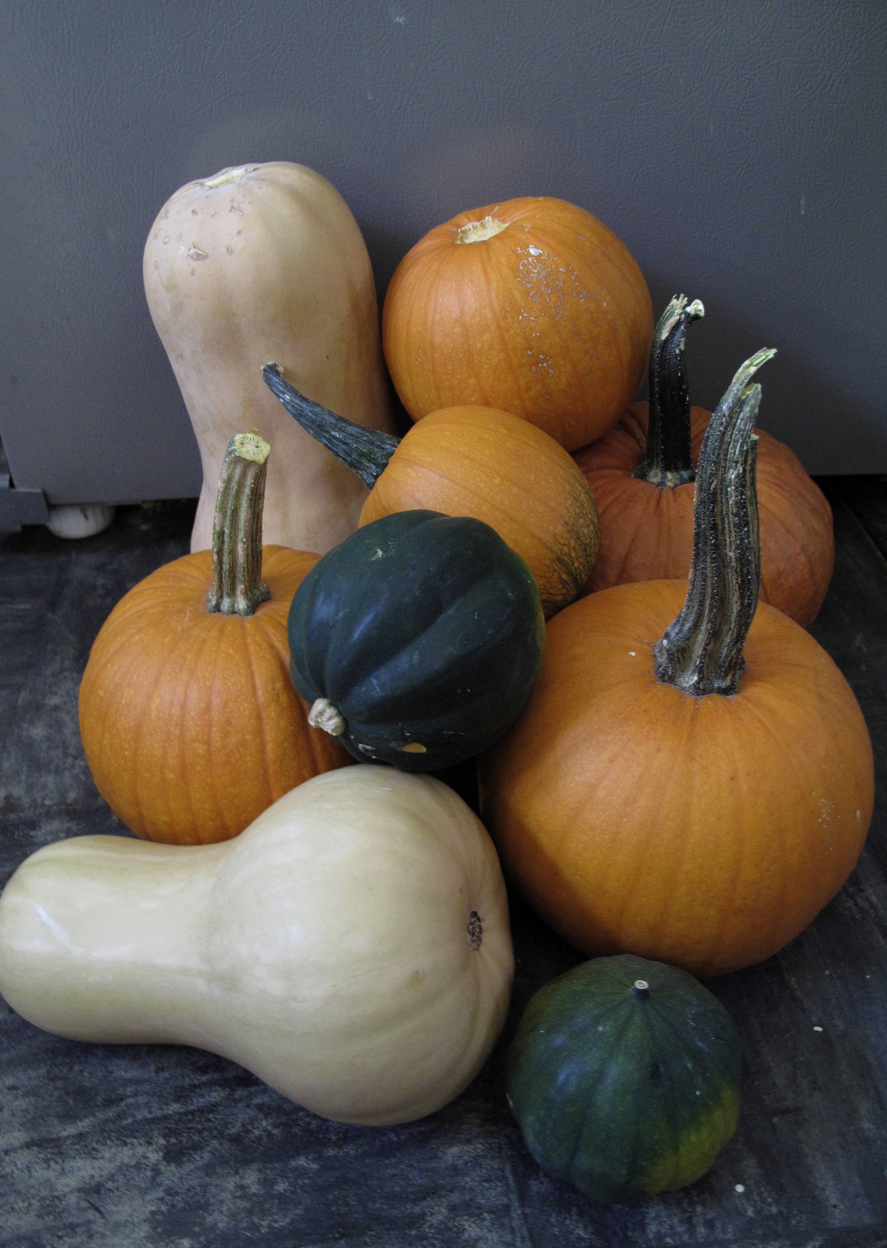 パンプキン類