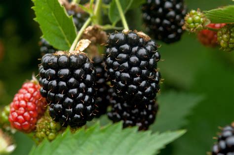 ブラックベリー