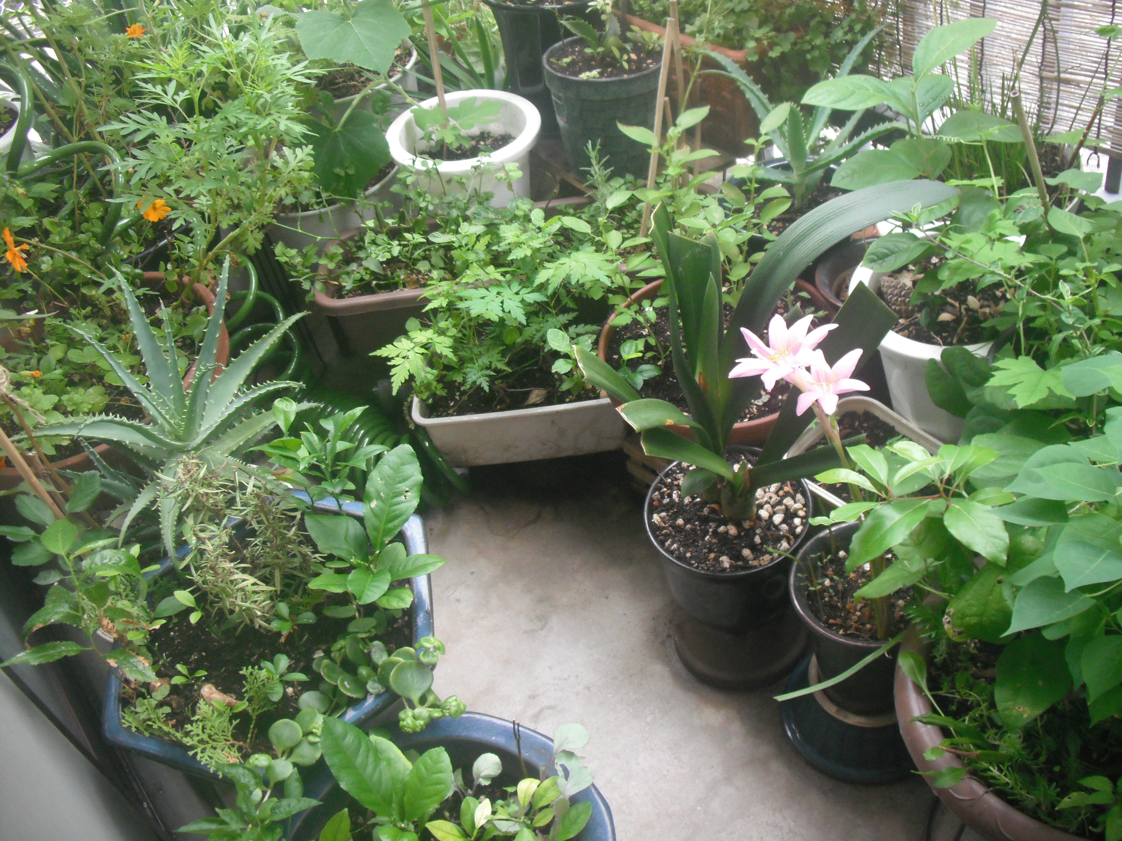 ベランダガーデン０