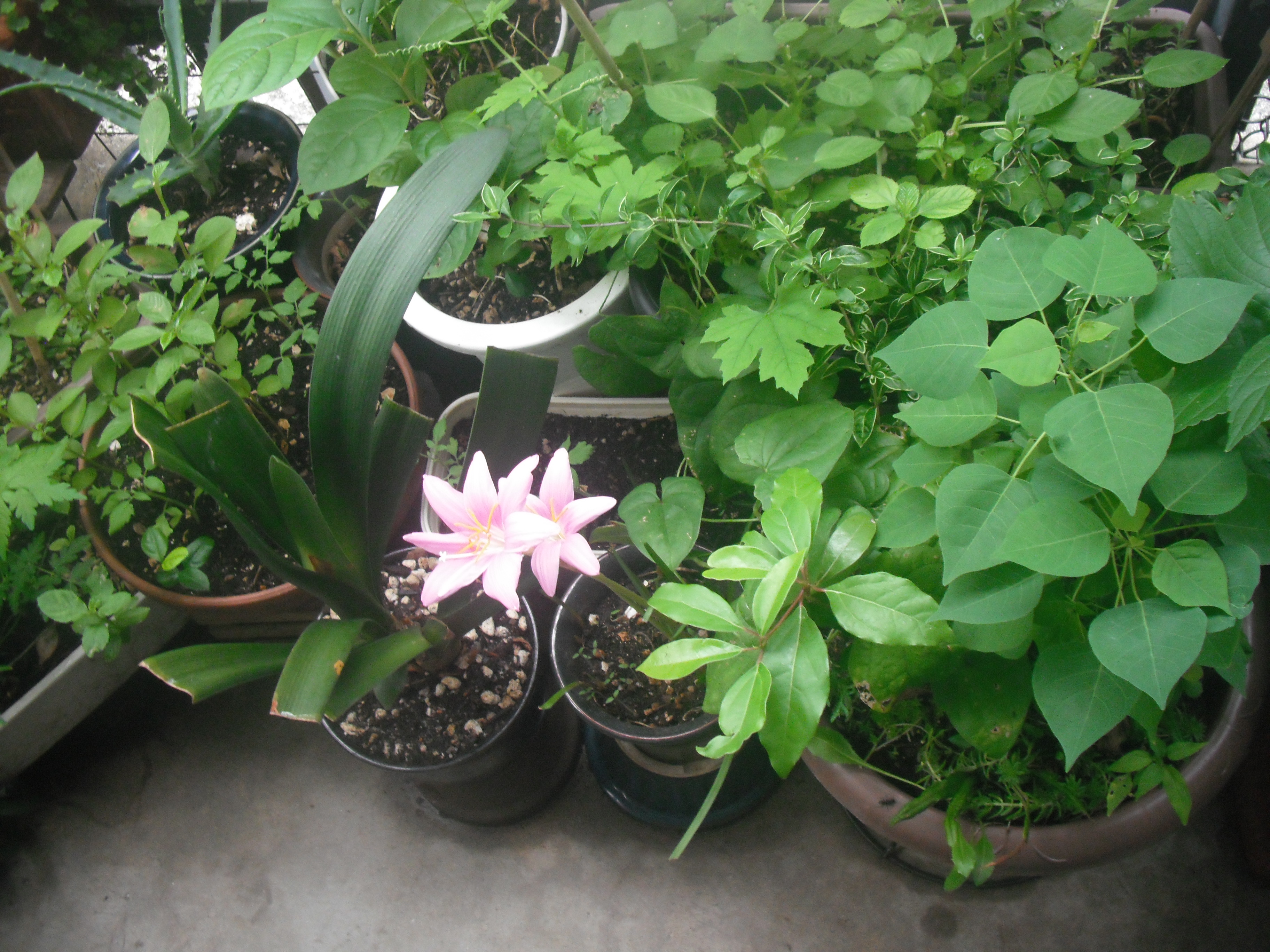 ベランダガーデン１