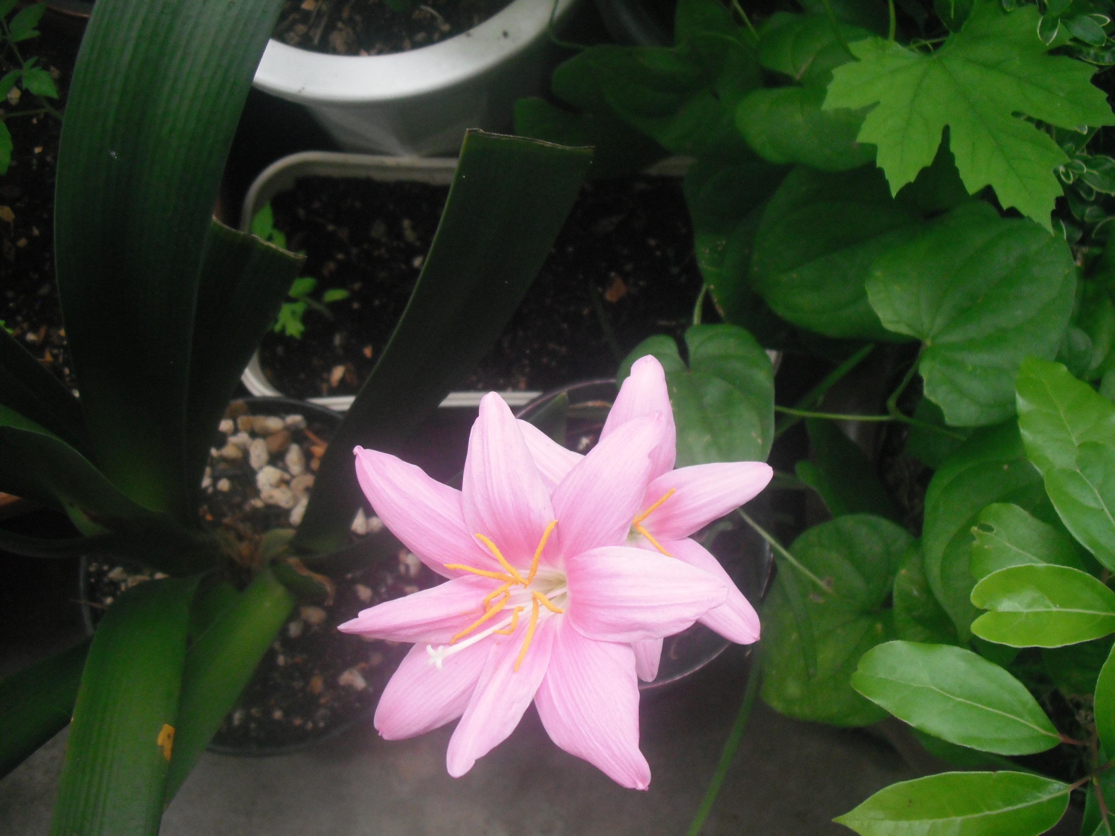 ベランダガーデン３