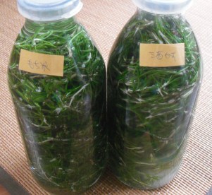 ローズマリ漬け