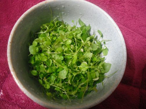 摘みたてハコベをサラダで食べる