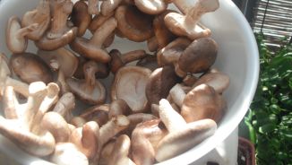 しいたけのビタミンD増やし中