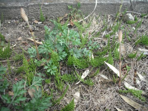 にょきにょきつくしとスギナ