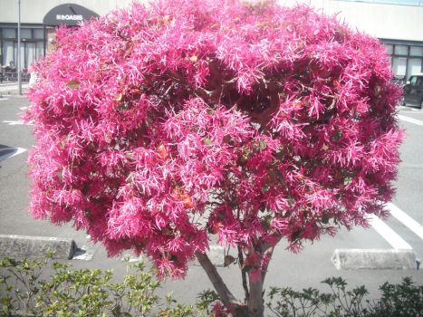 ピンクなモフモフフラワー