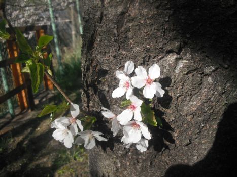 花見な季節にブラブラ