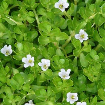 bacopa