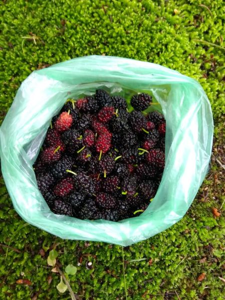 くわのみ on the こけ