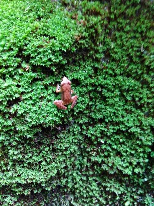 なにげにカエル