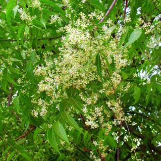 インドのニームの花はこんな感じ