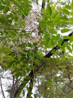 日本のニームの花