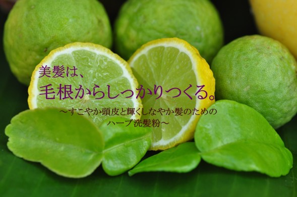 kaffir lime shampoo