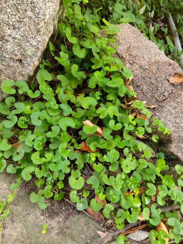 フツーに生えてるブラーミ２