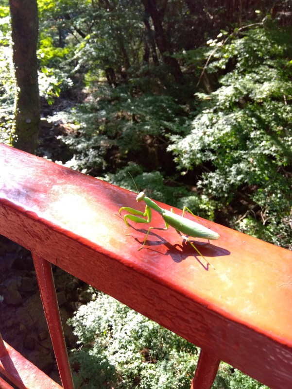 かまきり移動中