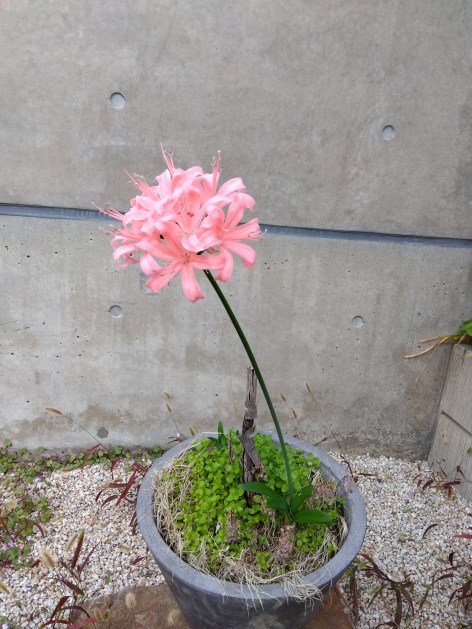 ピンクの曼珠沙華