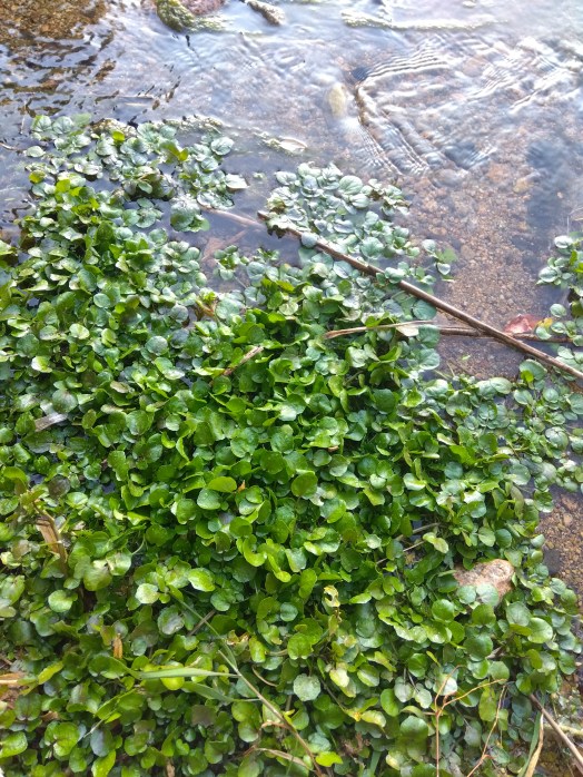 ワイルドクレソン