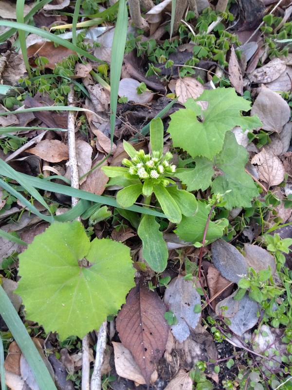 ふきのとう＠春