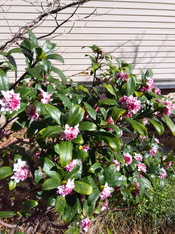 アメージングな香りの沈丁花