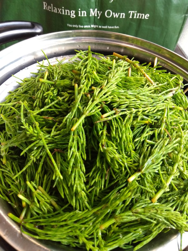 スギナやまもり