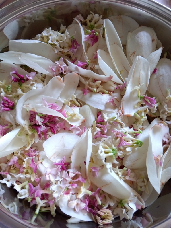 ハクモクレンとジンチョウゲ