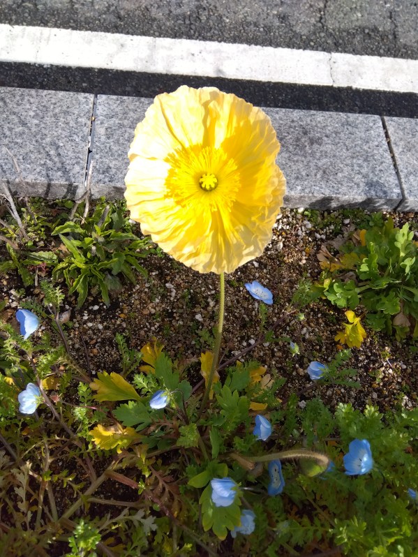 ビューティフル道端フラワー