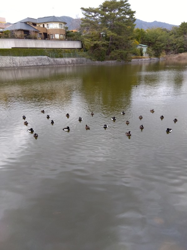 鳥ちゃんたちがこちらに注目中