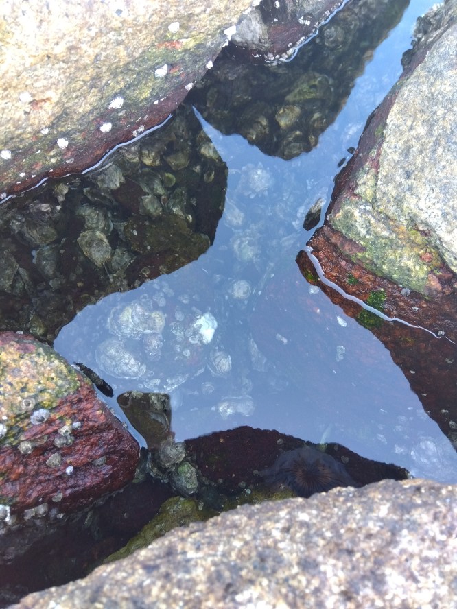 ぎっしり牡蠣その１